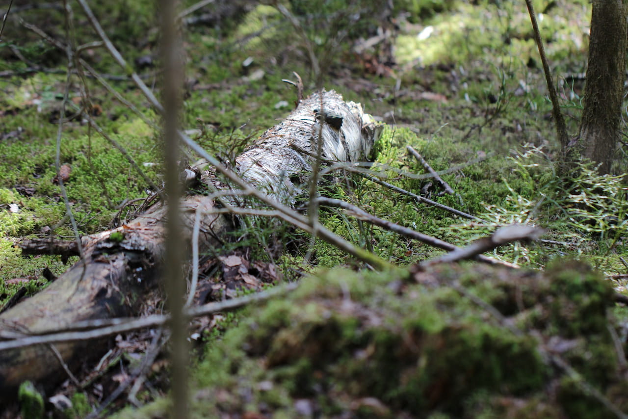 Luonnonarvomarkkinoita kehitetään tohinalla – MTK haluaa mahdollistaa metsänomistajille uudenlaista ansaintaa